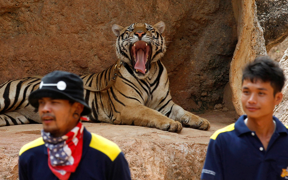 a-tiger-yawn