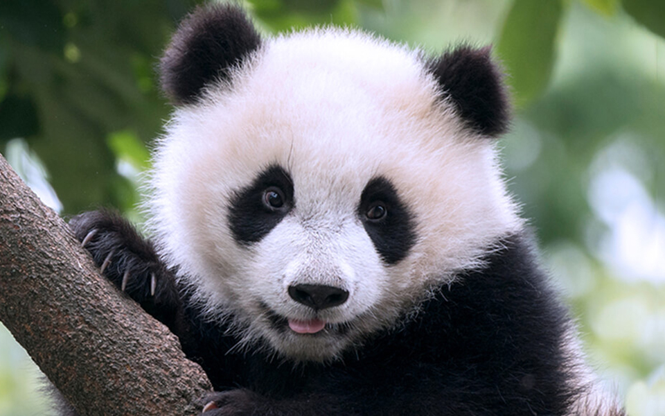 animal-hero-panda3-2018-san-diego-zoo-global