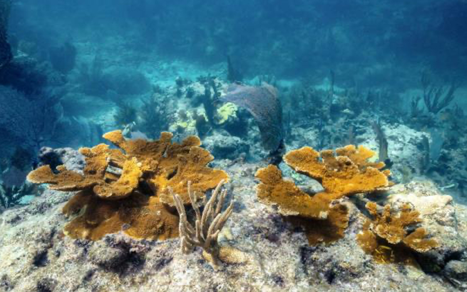 carysfort_reef-corals--2