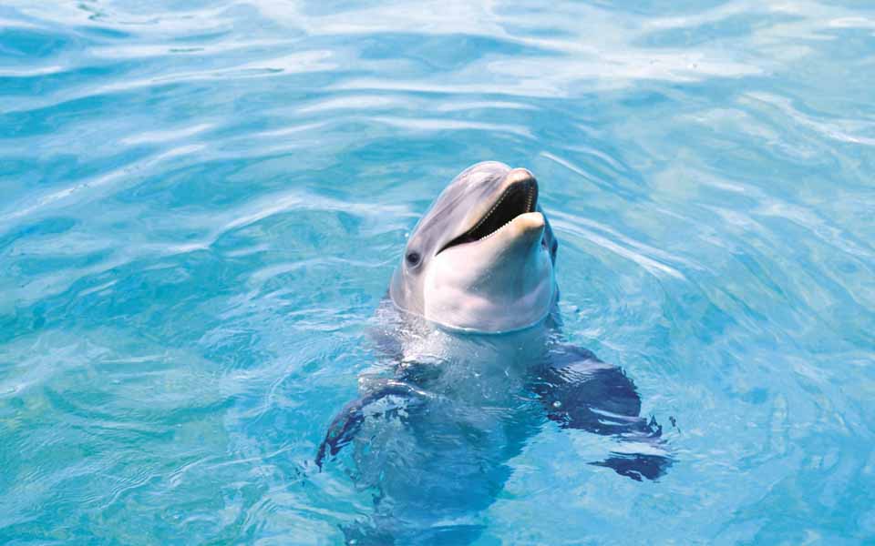 dolphin-dolphins-animals1
