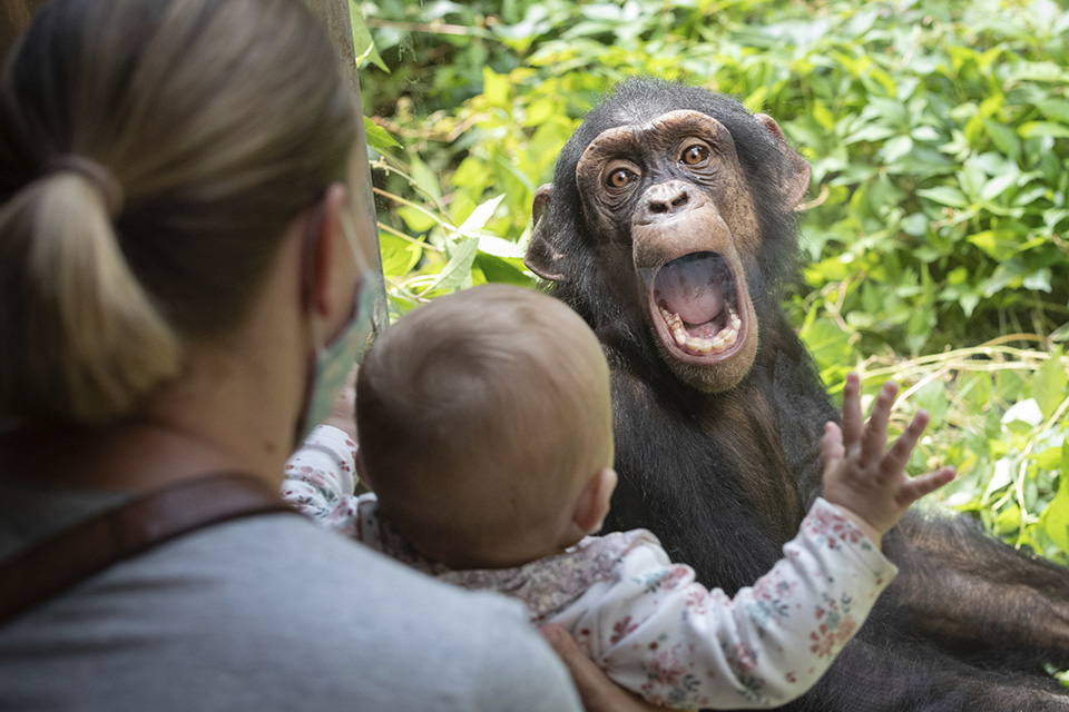 Αν η έκφραση του χιμπατζή συνοδεύεται και από τα συνηθισμένα ουρλιαχτά τους τότε το μωρό της φωτογραφίας μάλλον δεν θα πατήσει ξανά σε ζωολογικό κήπο. 
