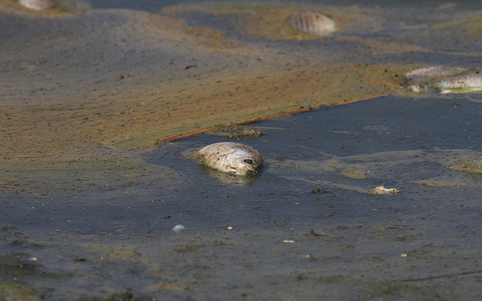 Χιλιάδες νεκρά ψάρια στη λίμνη Κορώνεια – μειώθηκε η στάθμη του νερού | Η ΚΑΘΗΜΕΡΙΝΗ