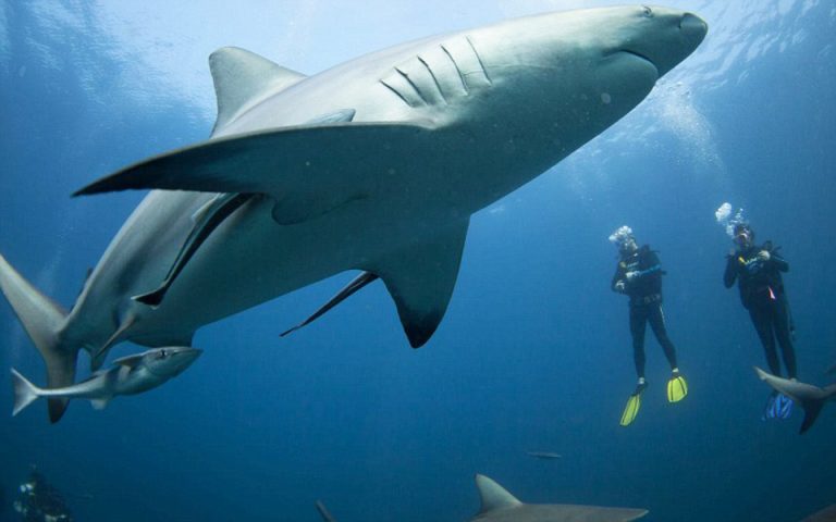 Έκκληση επιστημόνων για να μην θανατώνονται καρχαρίες