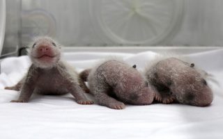 Newborn giant panda triplets, which were born to giant panda Juxiao (not pictured), are seen inside an incubator at the Chimelong Safari Park in Guangzhou, Guangdong province August 9, 2014. According to local media, this is the fourth set of giant panda triplets born with the help of artificial insemination procedures in China, and the birth is seen as a miracle due to the low reproduction rate of giant pandas. Picture taken August 9, 2014. REUTERS/China Daily (CHINA - Tags: ANIMALS SOCIETY TPX IMAGES OF THE DAY) CHINA OUT. NO COMMERCIAL OR EDITORIAL SALES IN CHINA