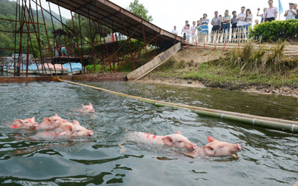 γουρούνια-κολυμπούν-στην-κίνα-2081844