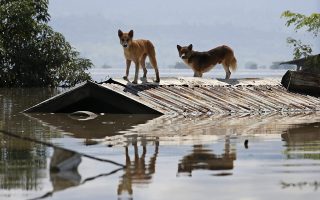epa04870390 Two stranded dogs on the roof of a flooded building in Kale township of Sagaing Region, Myanmar, 03 August 2015. Myanmar president declared four regions (Sagaing, Magway Regions and Rakhine, Chin States) as disaster zones on 31 July 2015. Heavy monsoon rains caused floods around Myanmar with dozens deaths being reported as thousands are fleeing their homes in several regions across the country. In Myanmar monsoon starts at the beginning of June and ends in September.  EPA/LYNN BO BO