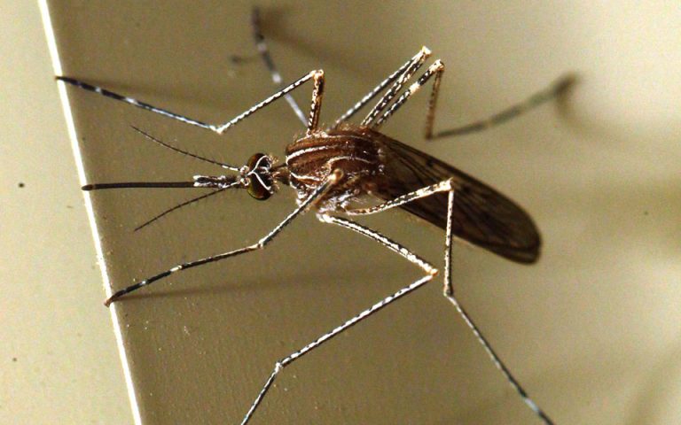 Q & A: Τι θα συνέβαινε εάν εξαφανίζονταν τα κουνούπια;