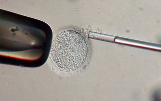 Οι Βρετανοί ερευνητές θα μπορούν να τροποποιούν το γενετικό υλικό ανθρώπινων εμβρύων. Αρκετοί είναι αυτοί που πιστεύουν ότι η έρευνα θα οδηγήσει στην εξεύρεση νέων θεραπειών.