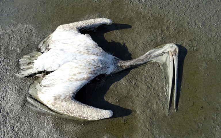 Επιστημονικά «ξίφη» για τα νεκρά πουλιά στη λίμνη Κάρλα