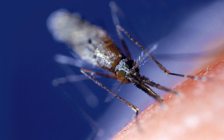 Παγκόσμιος πόλεμος κατά των κουνουπιών