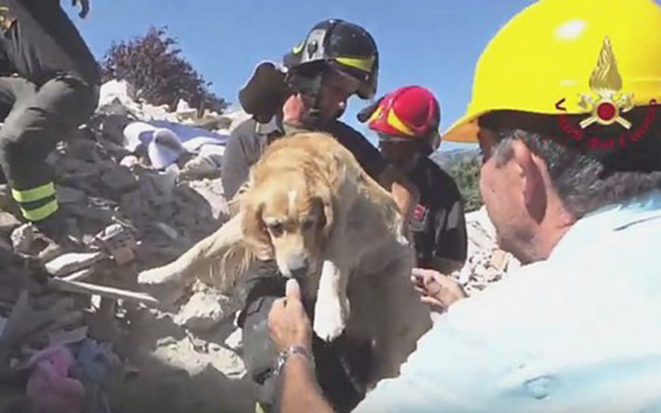 ιταλία-σκύλος-βρέθηκε-ζωντανός-μετά-α-2149158