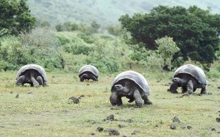 Oι χελώνες των νησιών Γκαλάμπαγκος τις οποίες είχε μελετήσει ο Κάρολος Δαρβίνος στο περίφημο ταξίδι του με το «Μπιγκλ».