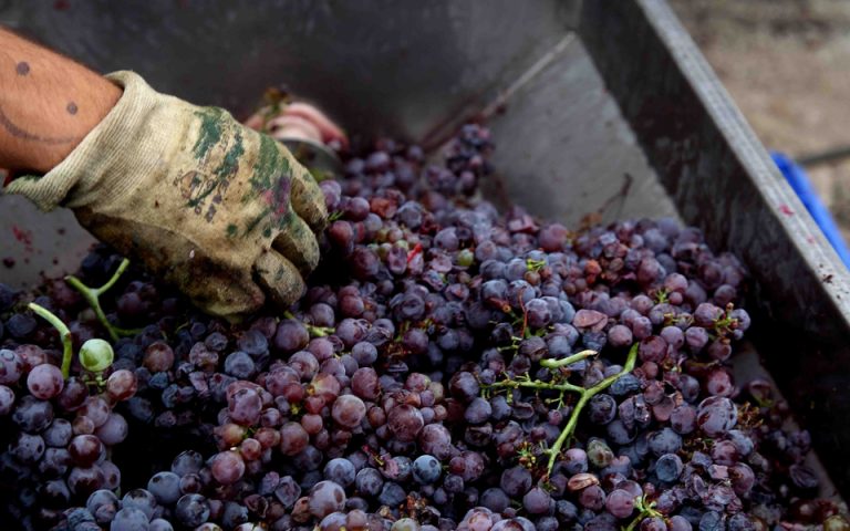 Οινοπαραγωγοί για τον ΕΦΚ στο κρασί: Ψέμα, απρέπεια και ανοησία της κυβέρνησης