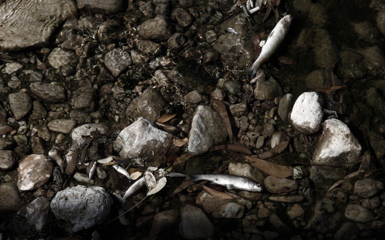 Νεκρά ψάρια στο ρέμα της Πικροδάφνης στο Παλαιό Φάληρο (ΦΩΤΟ)