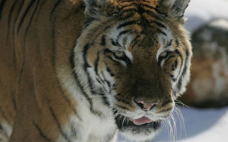 Ρωσία: Τίγρης επιτέθηκε σε υπάλληλο ζωολογικού κήπου