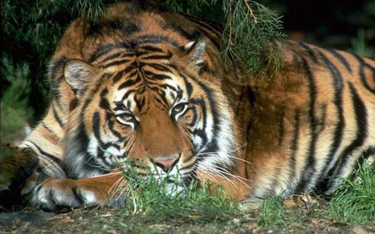 Παρίσι: Tίγρη το έσκασε από τσίρκο και σκοτώθηκε από πυροβολισμό