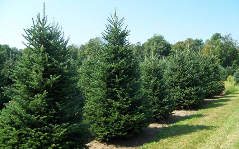 Από 30 Νοεμβρίου διαθέσιμα τα «φυσικά» χριστουγεννιάτικα δέντρα
