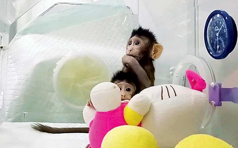 Κινέζοι κλωνοποίησαν μαϊμούδες