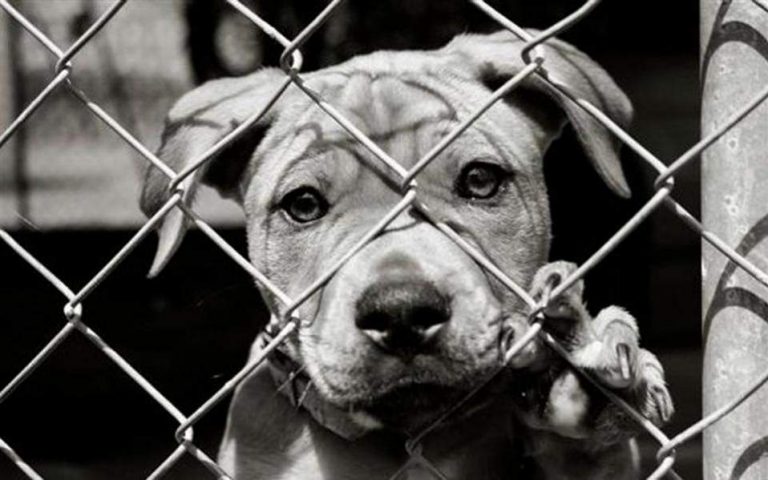 Ζάκυνθος: Παραδειγματική τιμωρία σε 47χρονο που σκότωσε τον σκύλο του