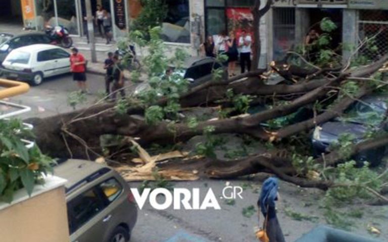 Πτώση δέντρου στο κέντρο της Θεσσαλονίκης – Φθορές σε δύο οχήματα (βίντεο)