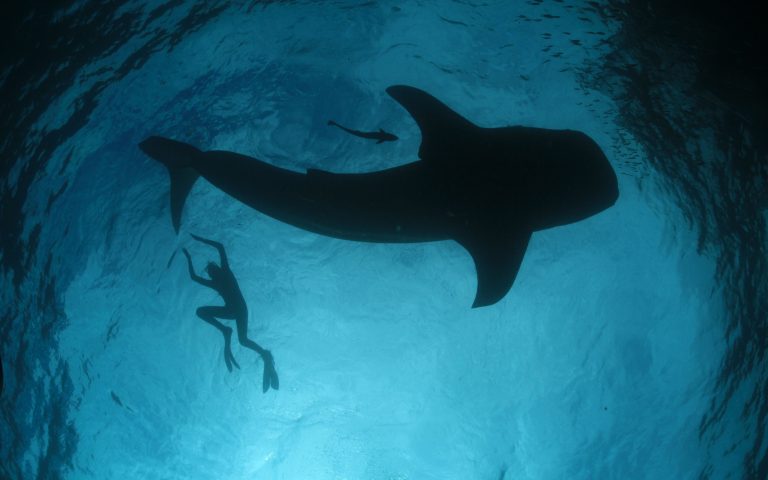 Guardian: Πώς τα κρουαζιερόπλοια «απειλούν» με εξαφάνιση τις φάλαινες στην Ελλάδα