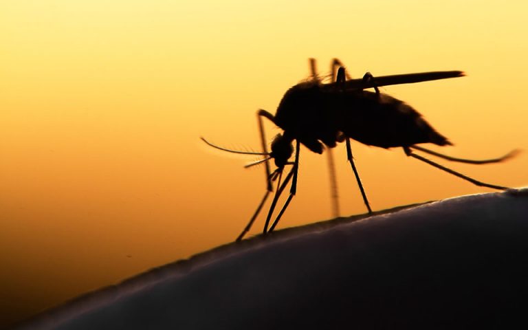 Ενδιάμεσοι φορείς μεταδοτικών νοσημάτων τα κουνούπια – Πώς να προστατευθείτε