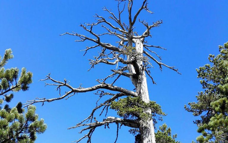 Ενα ιταλικό πεύκο «εκθρόνισε» τον ελληνικό «Αδωνι» ως το γηραιότερο δέντρο στην Ευρώπη