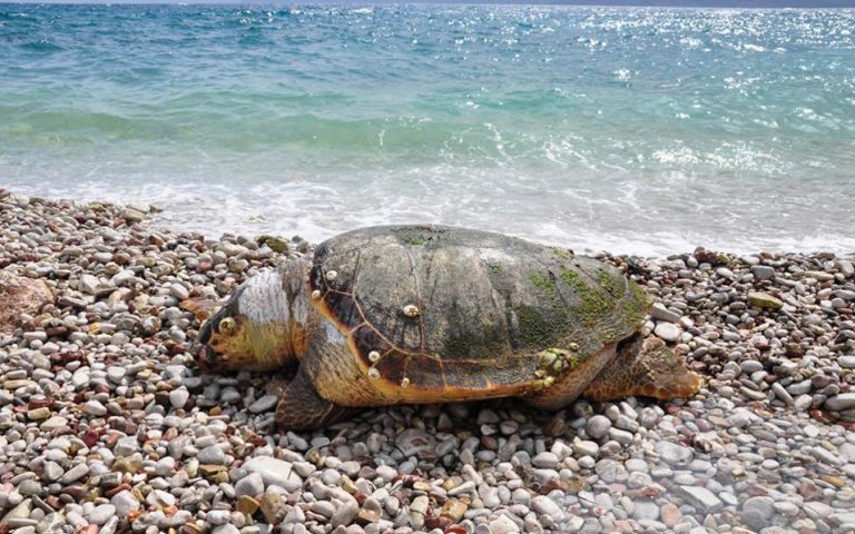 Νεκρές θαλάσσιες χελώνες στο Πόρτο Λάγος και στον Αγιόκαμπο