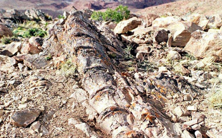 Αργεντινή: Ανακαλύφθηκε γιγαντιαίος δεινόσαυρος ηλικίας μεγαλύτερης των 200 εκ. ετών