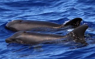 Το υβρίδιο της πεπονοκέφαλης φάλαινας και του στενόρυγχου δελφινιού κολυμπάει σε πρώτο πλάνο δίπλα σε μια άλλη πεπονοκέφαλη φάλαινα στη Χαβάη.