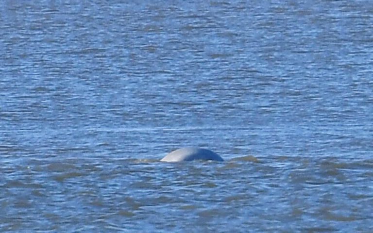 Σπάνια λευκή φάλαινα εντοπίστηκε στον Τάμεση