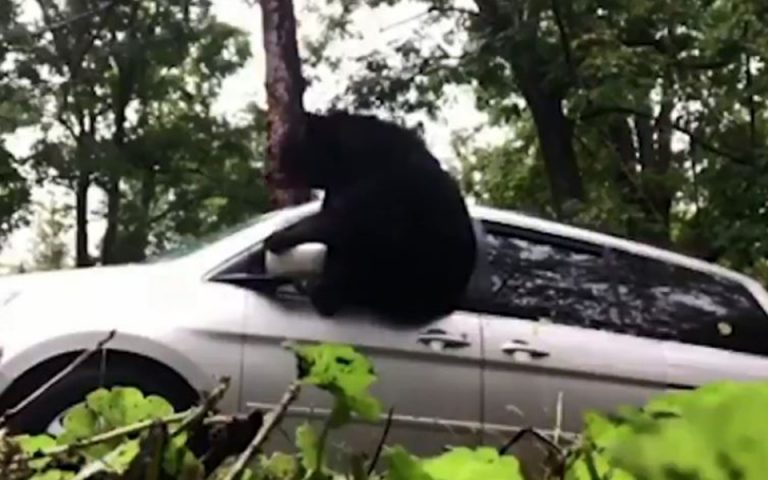 Γλίτωσε την τελευταία στιγμή από την αρκούδα που εγκλωβίστηκε στο αυτοκίνητό του (βίντεο)