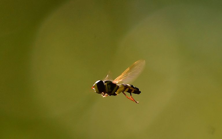 Οι άνθρωποι αγαπούν τις μέλισσες αλλά μισούν τις σφήκες
