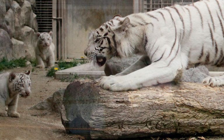 Ιαπωνία: Λευκός τίγρης σκότωσε φύλακα ζωολογικού κήπου