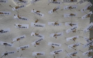 Νεκρά κουνούπια από το δίκτυο παγίδων του Μπενάκειου Φυτοπαθολογικού Ινστιτούτου σε όλη τη χώρα. Οι επιστήμονες θα ταυτοποιήσουν τα έντομα ανά είδος και θα τα καταγράψουν. Ετσι, θα μπορούν μελλοντικά να εξάγουν στατιστικά συμπεράσματα και να διεξάγουν ποιοτικές μελέτες.