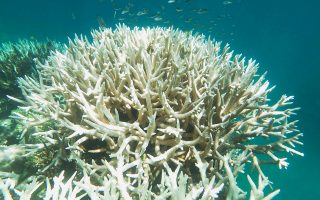 Λευκασμένα, νεκρά κοράλλια του Μεγάλου Κοραλλιογενούς Υφάλου στα ανοικτά της πολιτείας του Κουίνσλαντ, τον Απρίλιο του 2017.