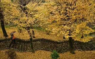 Εποχές. Καθώς πλησιάζει ο χειμώνας τα δένδρα απογυμνώνονται και από τα τελευταία κίτρινα φύλλα τους. Στην φωτογραφία πάρκο στην Παμπλόνα της Ισπανίας.(AP Photo/Alvaro Barrientos)