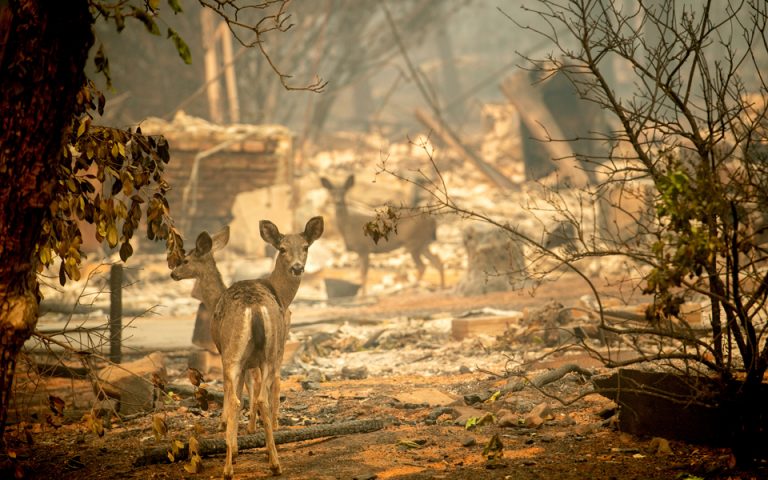 Καλιφόρνια: Τουλάχιστον 630 αγνοούμενοι από τη φωτιά
