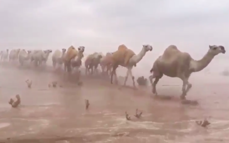 Πλημμύρισε η έρημος της Σαουδικής Αραβίας – Έκπληκτοι οι βεδουίνοι (βίντεο)