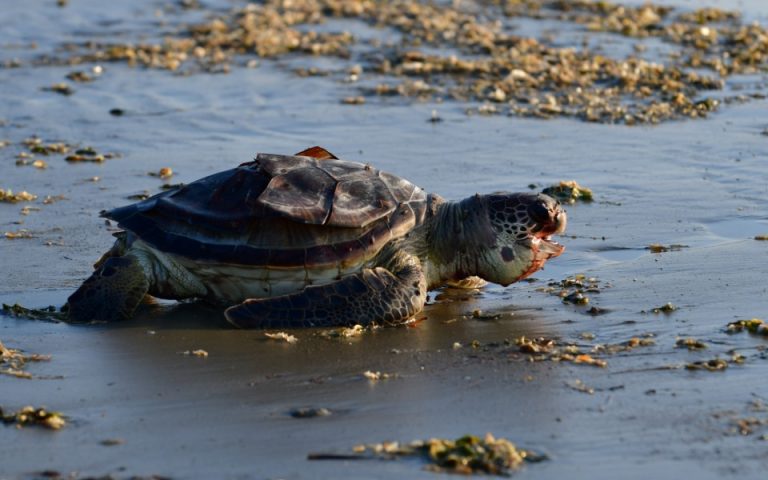 Χελώνα καρέτα-καρέτα θανάσιμα χτυπημένη ξεβράστηκε σε παραλία στο Ναύπλιο (βίντεο)
