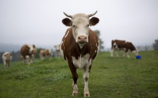epa07188718 (FILE) A cow on the meadow in Algetshausen, Switzerland, 04 October 2018 (issued 25 November 2018). Swiss voters will decide on Sunday 25 November about the cow horn initiative in a nationwide referendum.  EPA/GIAN EHRENZELLER