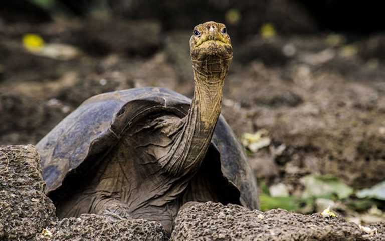 Γιγάντια χελώνα βοηθά τους επιστήμονες να ρίξουν «φως» στα μυστικά της μακροζωίας