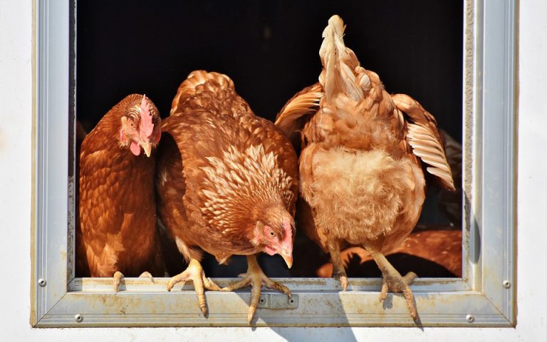Ζούμε στην «Εποχή του Κοτόπουλου» λένε επιστήμονες