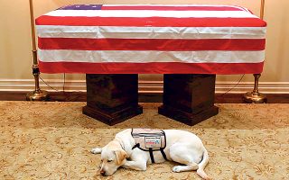 Πιστός φρουρός του αφεντικού του και στη ζωή και στον θάνατο, ο Σάλι, ο σκύλος του αποβιώσαντος προέδρου Μπους, κάθεται μπροστά στο φέρετρό του στο Χιούστον.