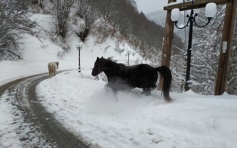 Δυο άλογα μόνα σε χιονισμένο τοπίο στο Μέτσοβο (φωτογραφίες)