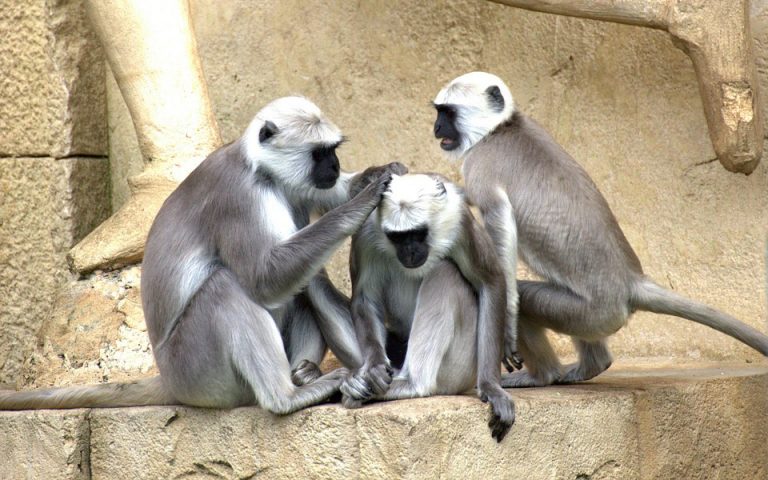 Κινέζοι επιστήμονες κλωνοποίησαν μαϊμούδες με άγχος, αϋπνία και σχιζοφρένεια