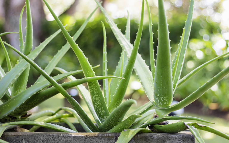 Ο ΕΟΦ ανακαλεί συμπλήρωμα διατροφής με Aloe vera