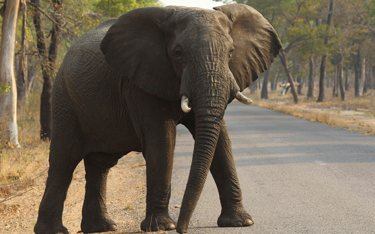 Βρετανός στρατιώτης σκοτώθηκε από επίθεση ελέφαντα στο Μαλάουι
