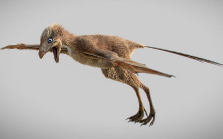 Κίνα: Ανακαλύφθηκε μικροσκοπικός δεινόσαυρος με φτερά νυχτερίδας