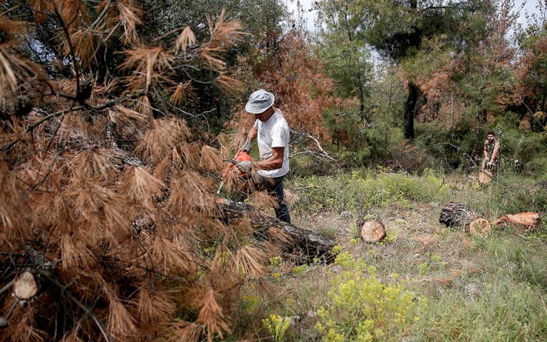 Κόβουν τα άρρωστα δέντρα σε έκταση 3.500 στρεμμάτων στο Σέιχ Σου (φωτογραφίες)
